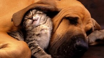 Bloodhound Wallpaper Animals Dogs HD Desktop