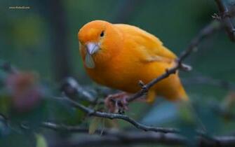 Top Birds Wallpaper For Desktop Pixel Popular HD