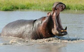 Hippopotamus HD Wallpaper Res