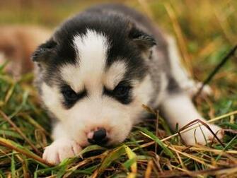 Siyah Ve Beyaz Husky Yavru Vekt R