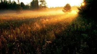 Trees Gold Wallpaper Sunbeams