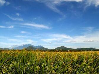 Nature Fields Wallpaper