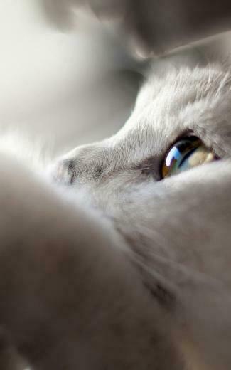 White Cat Looking Up iPhone Plus HD Wallpaper Ipod