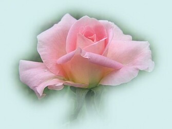 Beautiful Pink Roses Wallpaper