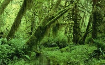 Forest Green Wallpaper