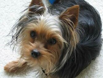 Yorkshire Terrier Graphics Code Comments