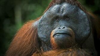 Orangutan UHD 4k Wallpaper