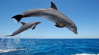 Common Bottlenose Dolphins Wallpaper HD