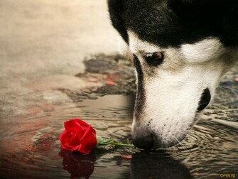 All Best Picos Love Is Pain Wallpaper
