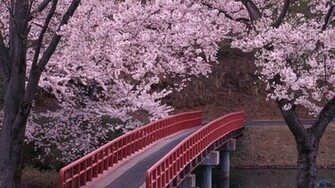 Wallpaper Blossoming Cherry Garden In Japan X HDtv 1080p