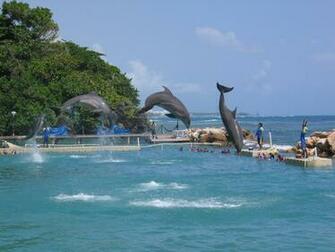Desktop Wallpaper Cool Dolphins Flipping In Air