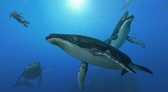 Endless Ocean Whales Wallpaper Desktop