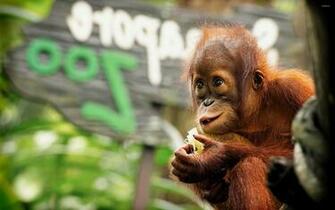 Baby Orangutan Wallpaper