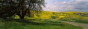 Field Northern California Panoramic Fabric Wall Mural Wallpaper