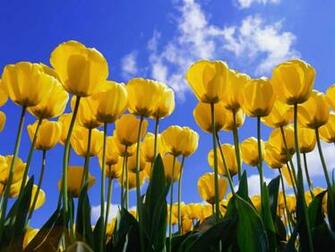 Wallpaper Pc Computer Yellow Tulips