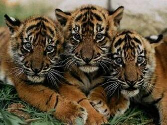 Some Tiger Desktop Background Wallpaper
