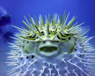 Beautiful Wallpaper Fish