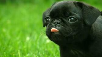 Pug Background For Desktop The Dog Wallpaper Best