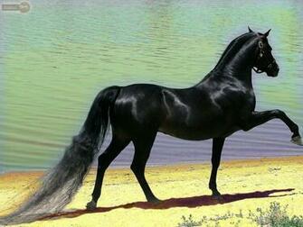 Arabian Horse Wallpaper