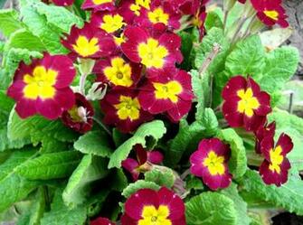 Primrose Flowers Bright Green Flowerbed Stock Photos
