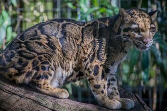 Image Leopard Big Cats Neofelis Nebulosa Animals
