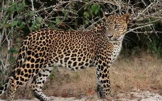 Wallpaper Leopard Profile Snout Desktop