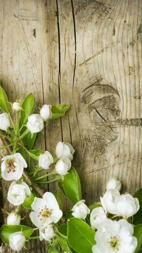Android Wallpaper Beautiful Spring