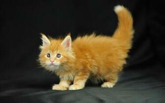 Pictures Lolcat Funny Cat Desktop Wallpaper Picture