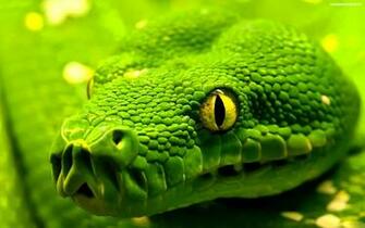 Descargar Imagen Green Snake Wallpaper HD 1080p Widescreen Gratis