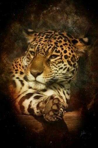 Jaguar Animal