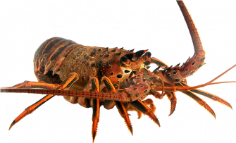 Spiny Lobster Transparent Background Wallpaper