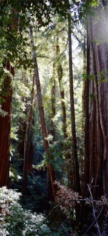 Redwood National And State Parks iPhone Wallpaper