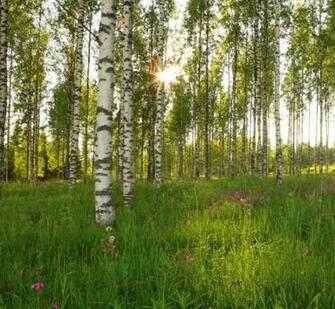 Birch Tree Forest