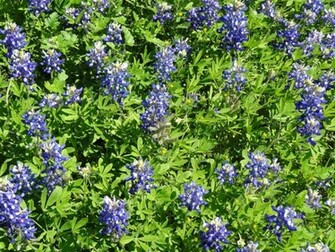 Bluebonnets Wallpaper