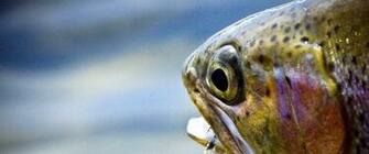 Related Pictures Bass