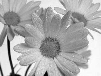 Daisy Black And White HD Wallpaper In Flowers Imageci