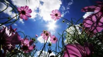 Cosmos Flowers Wallpaper