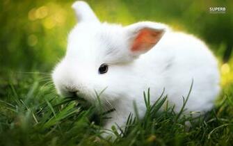 White Rabbit Wallpaper HD In Animals Imageci
