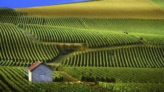 Vineyard Computer Wallpaper Desktop Background Id