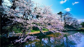 Cherry Blossom Trees HD Wallpaper Slwallpaper