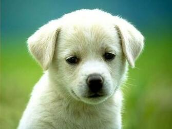 Wallpaper Galery Puppies Screensaver