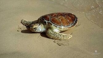 Green Sea Turtle Wallpaper