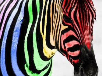 Rainbow Zebra Wallpaper