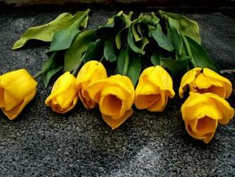 Name Yellow Flowers Wallpaper Background Nature