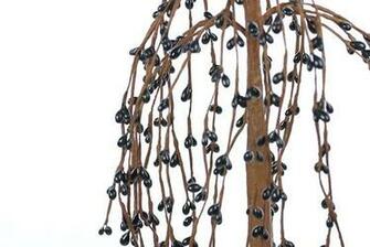 Weeping Cheering Willow Tree