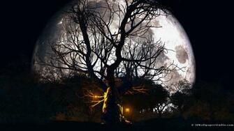 Halloween Forest Wallpaper In Screen Resolution