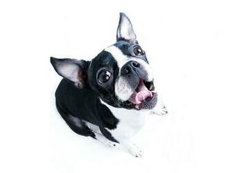 Boston Terrier Wallpaper Net