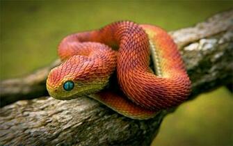 Bush Viper Snake Wallpaper Best Collection