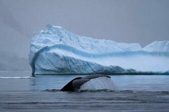 Humpback Whale Tail Antarctica HD Wallpaper