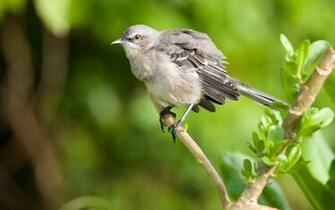 Mockingbird Wallpaper